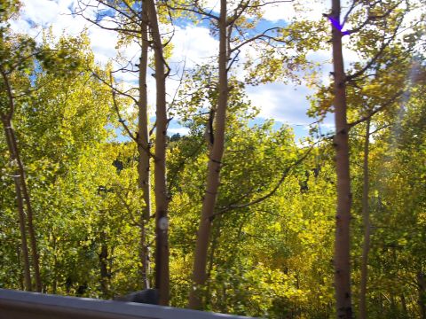 1972 Ford Ranchero - A view of aspen trees in their fall foliage, with bright yellow leaves and a partly cloudy sky.