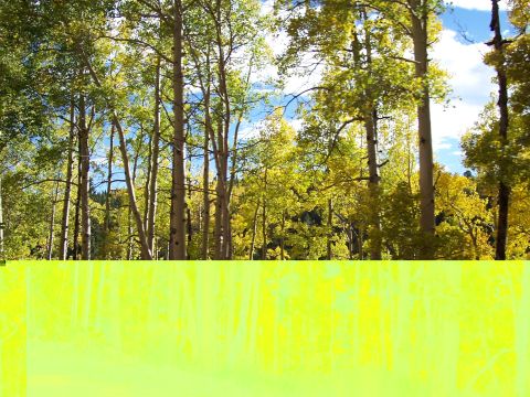 1972 Ford Ranchero - A forest scene with numerous aspen trees displaying autumn foliage.