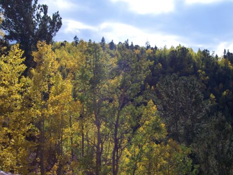 1972 Ford Ranchero - A hillside covered in trees displays vibrant yellow and green foliage during autumn, with a cloudy sky above.