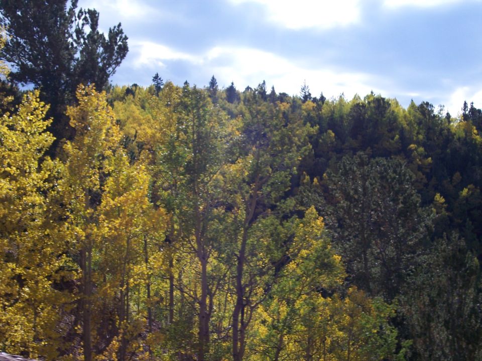 Forest scene with yellow and green autumn leaves under a cloudy sky