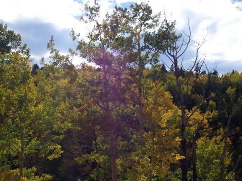 1972 Ford Ranchero - Autumn foliage in a forest scene with aspen trees showing yellow and green leaves.
