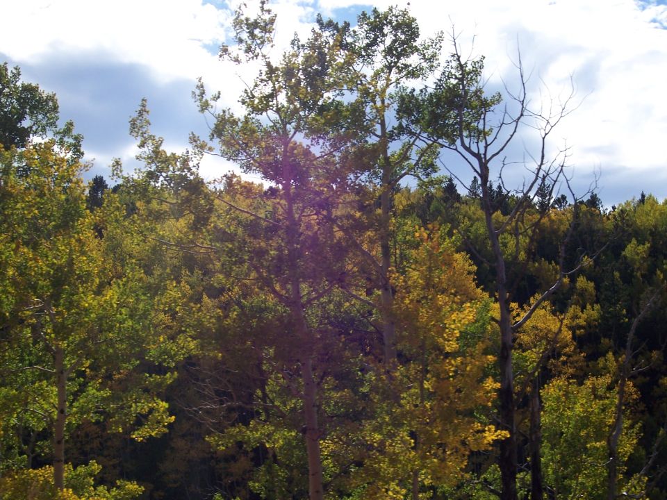 Aspen trees with yellow and green leaves under a cloudy sky