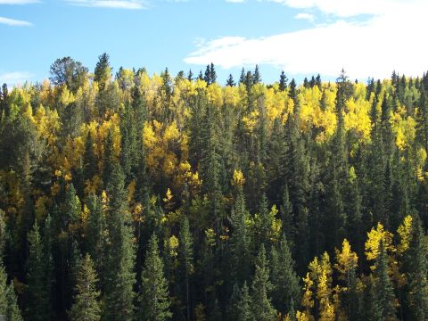 1972 Ford Ranchero - A dense forest displays a mix of evergreen and bright yellow autumn foliage under a partly cloudy sky.