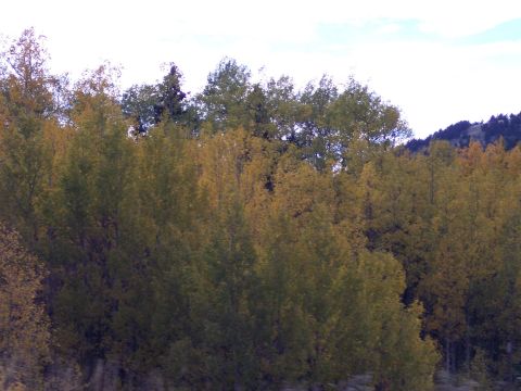 1972 Ford Ranchero - A landscape scene showing trees in their fall foliage.
