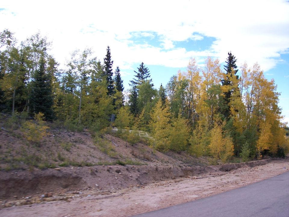 Forest with yellow and green trees under a cloudy sky, next to a dirt embankment and asphalt road