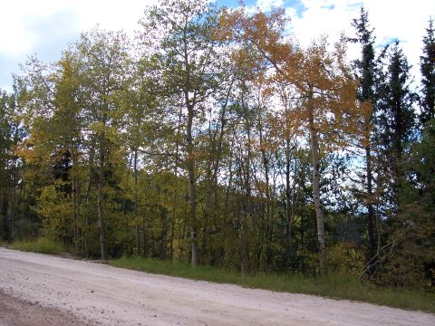 1972 Ford Ranchero - A dirt road winds through a forest with trees displaying fall colors under a partly cloudy sky.