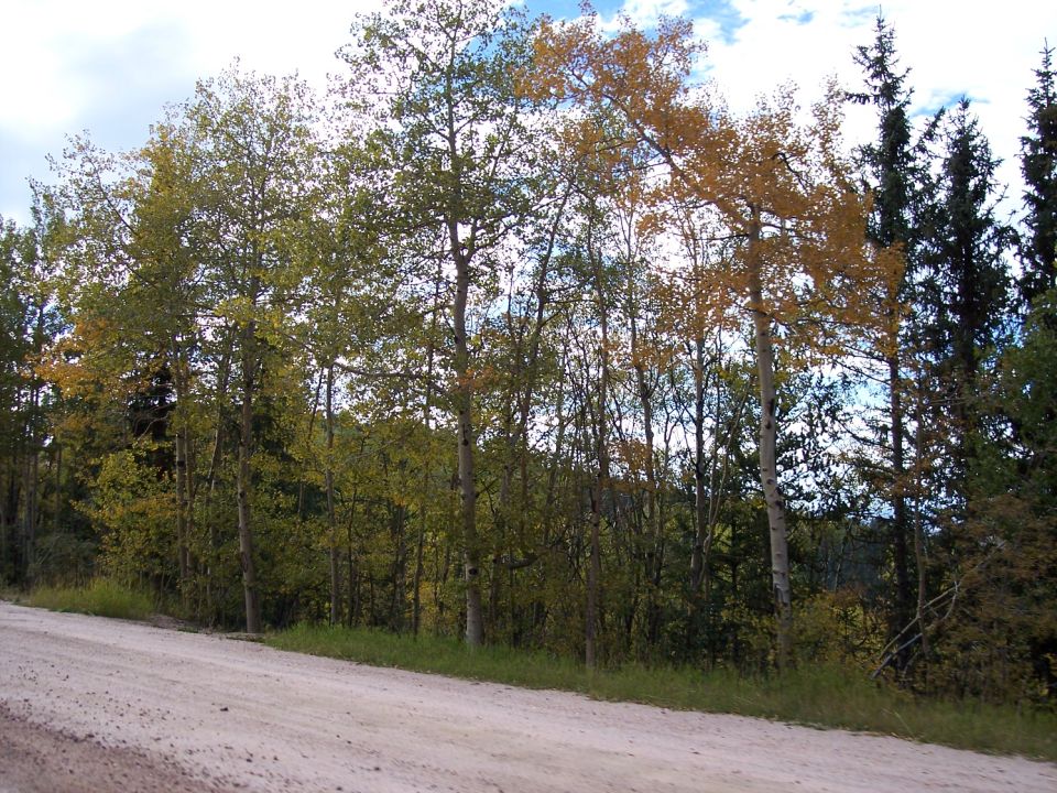 Gold and green aspens along a gravel forest road under a cloudy sky
