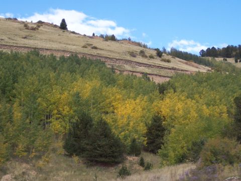 1972 Ford Ranchero - Autumn colors on a mountain slope with a mix of green and yellow foliage.