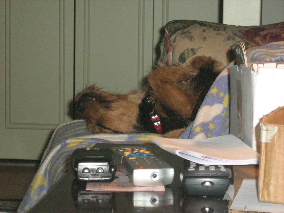 Dog sleeping on a blanket near a glass table with remote controls