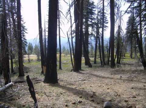1986 Ford Bronco - A forest scene with tall, dark trees and a dry, pine-needle-covered ground. A watermark is visible in the lower right corner.