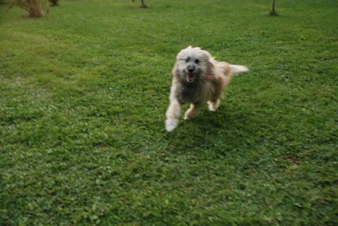 1996 Ford Bronco - A dog with light brown and white fur runs across a grassy field.