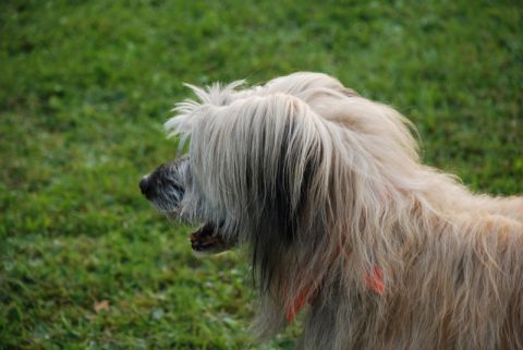 1996 Ford Bronco - A dog with a shaggy coat stands in a grassy field, its head turned to the side.