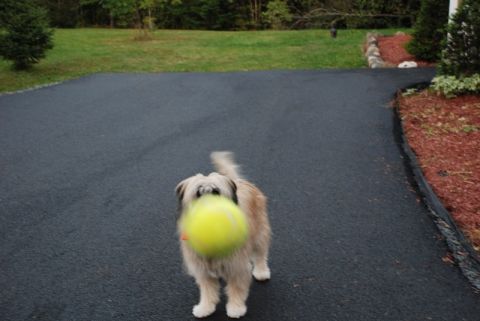 1996 Ford Bronco - A dog stands in a driveway with a bright yellow tennis ball in its mouth.