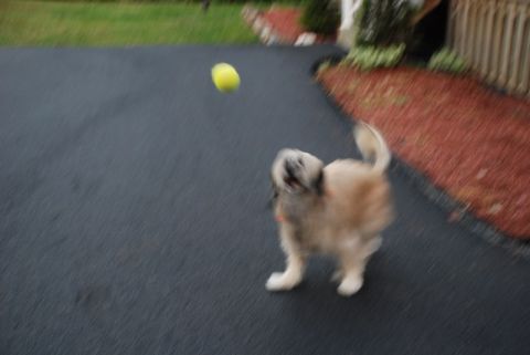 1996 Ford Bronco - Dog playing fetch with a tennis ball outdoors.