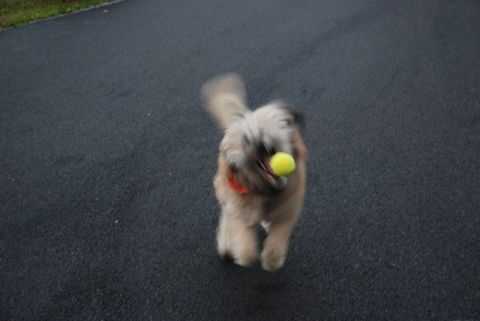 1996 Ford Bronco - A dog is captured mid-stride, playing fetch with a bright yellow tennis ball.