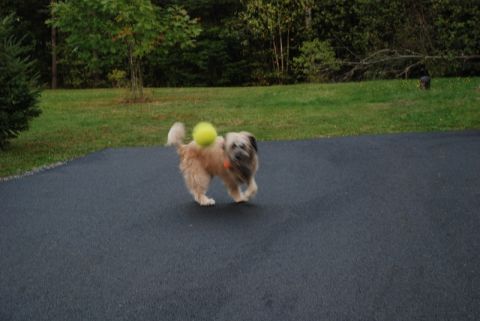 1996 Ford Bronco - A dog carries a ball on its back while running across an asphalt surface.
