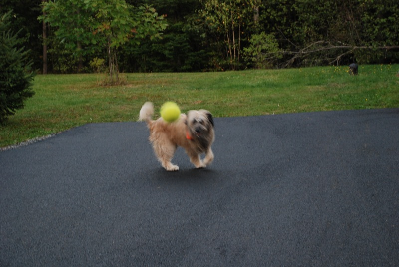 Tan dog with a yellow ball on its back, running on asphalt with trees and grass in the background
