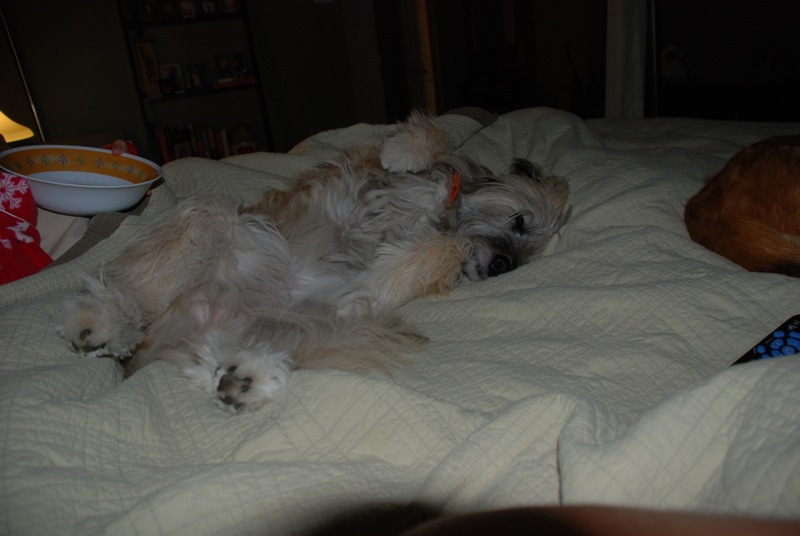 Dog sleeping on a bed