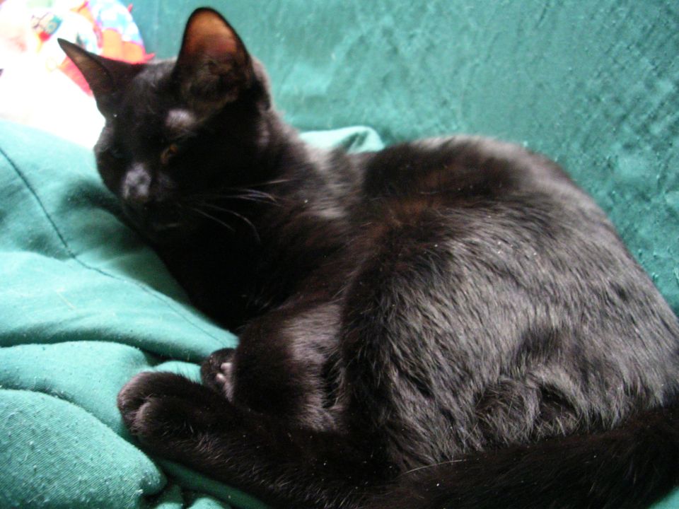 Black cat resting on a green blanket