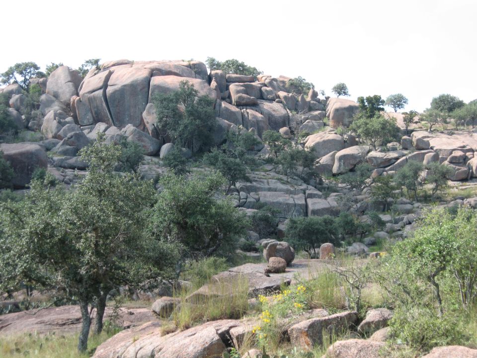 rocky hillside with scattered trees and bushes under a bright sky