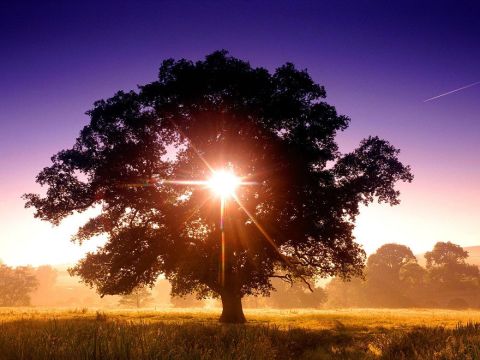 1991 Ford Bronco - A large tree stands in a field at sunrise, with the sun's rays bursting through its branches.