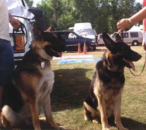 1998 Ford Crown Victoria - Two German Shepherds are the focus of this outdoor scene, with several vehicles visible behind them.