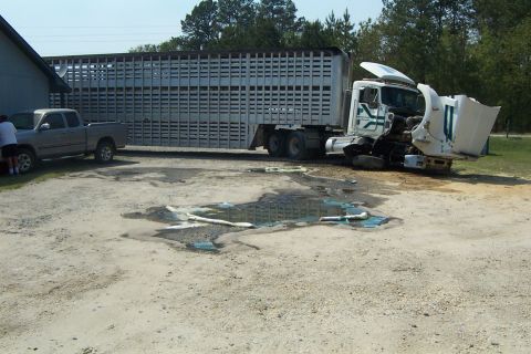 1998 Ford Crown Victoria - A white semi-truck with its front end severely damaged sits next to a cattle trailer, with a pickup truck nearby.