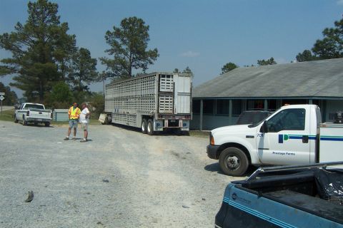 1998 Ford Crown Victoria - Two men stand near a white pickup truck and a large livestock trailer parked in a gravel lot.