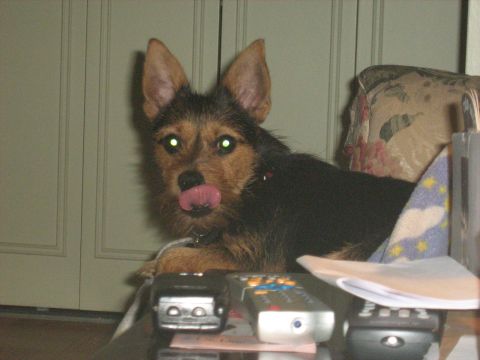 1988 Mercury Grand Marquis - A dog with its tongue out is captured in this indoor scene, with remote controls visible in the foreground.