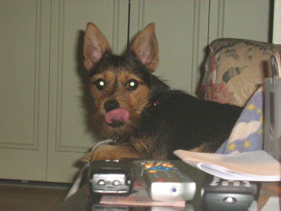 Dog with tongue out in front of remote controls