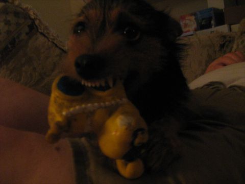 1988 Mercury Grand Marquis - A dog is playing with a yellow toy.