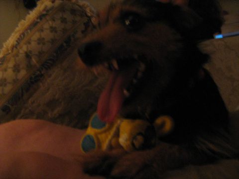 1988 Mercury Grand Marquis - A dog is playing with a toy, with its tongue hanging out.