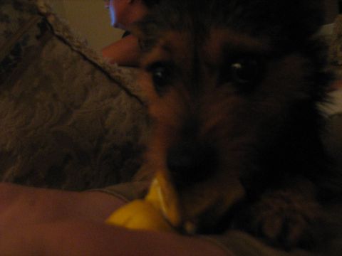 1988 Mercury Grand Marquis - A dog is the main subject of this blurry photo, with a yellow toy in its mouth.