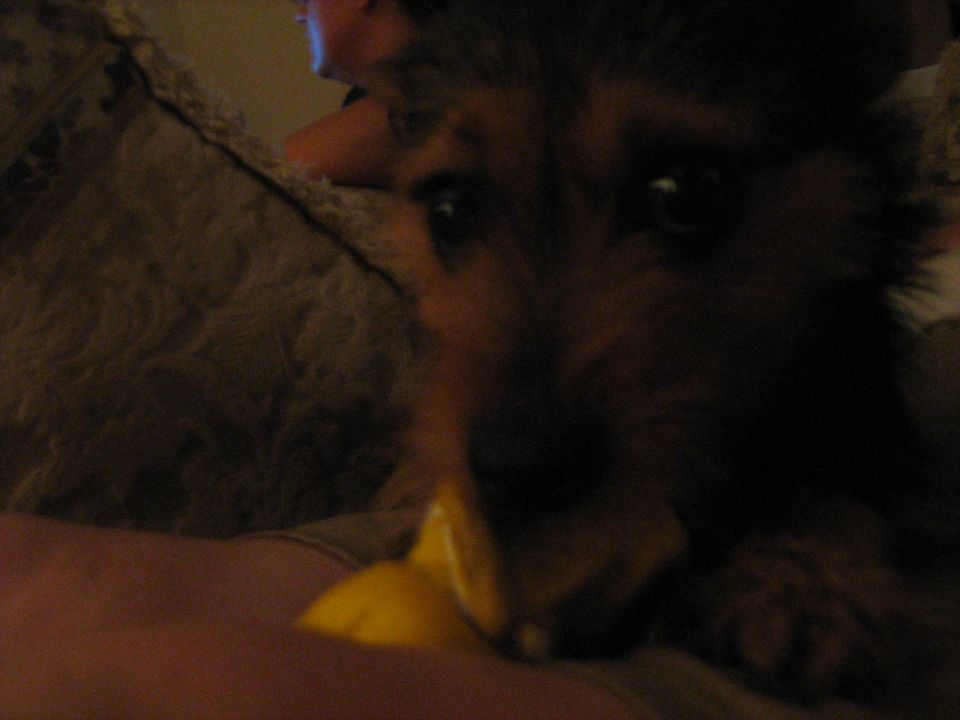 Dog with a yellow toy, blurry background, text "SUPERMOTORS" at bottom right