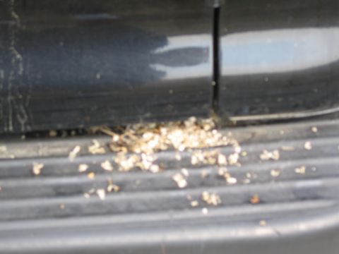 1991 Ford LTD Crown Victoria - Debris has collected on the textured surface of a vehicle's running board.