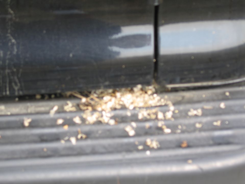 Debris and dirt accumulated on the running board of a black vehicle