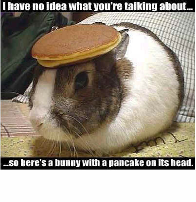 1995 Ford Bronco - This image features a bunny with a pancake balanced on its head, accompanied by humorous text.
