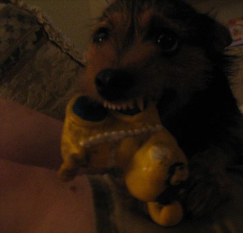 1988 Mercury Grand Marquis - A dog is playing with a yellow toy, with the SuperMotors logo visible in the corner.