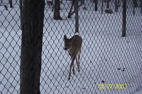 1978 Ford Bronco - A deer stands in a snowy area, partially obscured by a chain-link fence and a tree trunk.