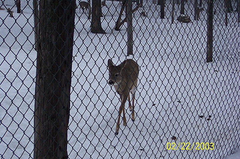deer in snowy enclosure behind chain-link fence