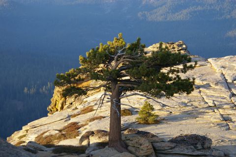 1996 Ford Bronco - A solitary pine tree stands on a rocky outcrop, bathed in sunlight, with a vast, blue-hued forest stretching out below.