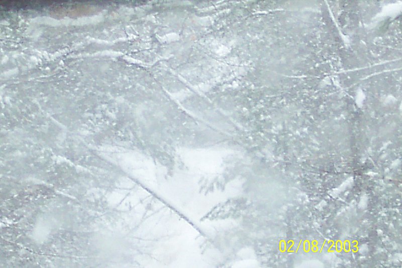 Snow-covered branches and falling snow