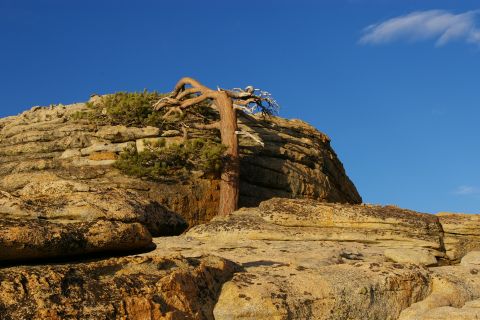 1996 Ford Bronco - A solitary, twisted tree stands atop a , sun-drenched rock formation against a vibrant blue sky.
