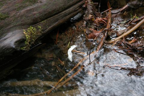 1996 Ford Bronco - Debris floats in a shallow stream, partially obscured by a large log and fallen branches.