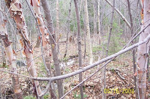 1978 Ford Bronco - A wooded area with birch trees and leaf-strewn ground.
