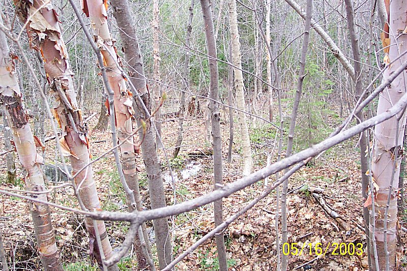 Forest floor covered in fallen leaves with several birch trees in the foreground and background
