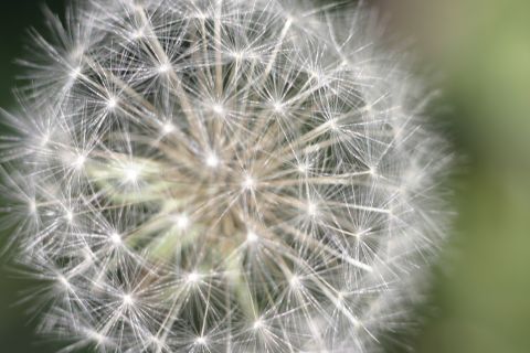 1997 Ford Probe - A detailed view of a dandelion seed head against a soft green backdrop, with a website URL visible in the corner.