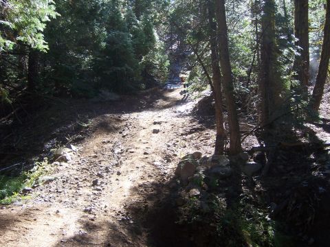 1991 Ford Bronco - A dirt road disappears into a sun-dappled forest.