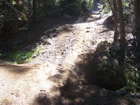 1991 Ford Bronco - A dirt road cuts through a wooded area, with sunlight dappling the path.