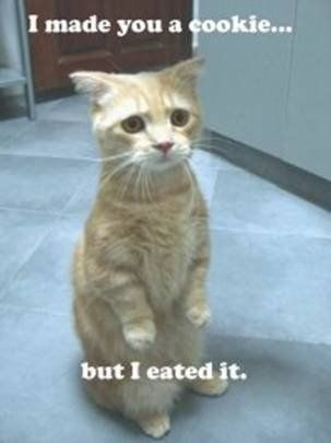 1985 Ford Bronco - A cat expresses regret after eating a cookie it made.